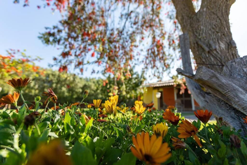 A Charming Country Cottage + Bikes And Kayaks Bosa Extérieur photo